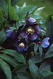 Helleborus `Blue Metallic Lady´