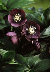 Helleborus `Blue Lady´