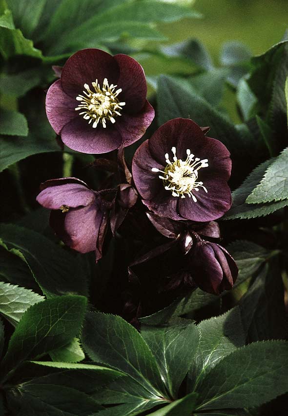 Helleborus `Blue Lady´