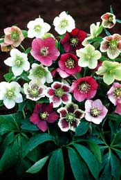 Helleborus Orientalis Hybr. `Ballard Strain´