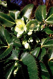 Helleborus argutifolius
