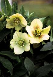 Helleborus `Yellow Lady´