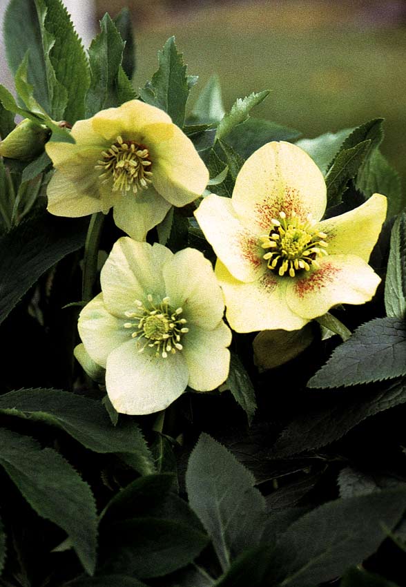 Helleborus `Yellow Lady´