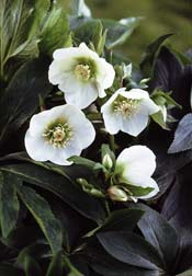 Helleborus `White Lady´