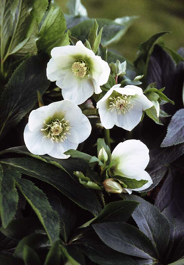 Helleborus `White Lady´