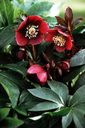 Helleborus `Red Lady´