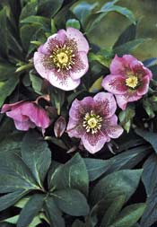 Helleborus `Pink Spotted Lady´