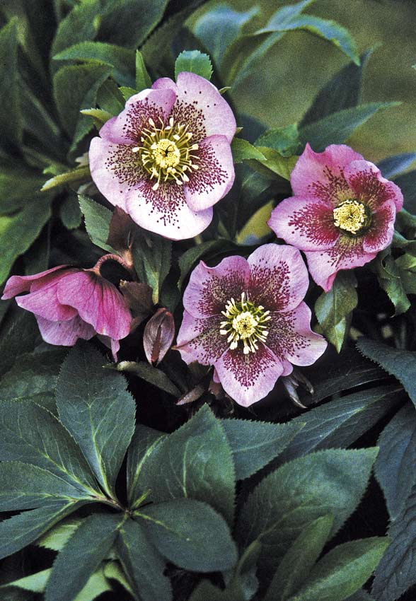 Helleborus `Pink Spotted Lady´