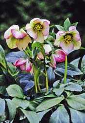 Helleborus `Picotee Lady´