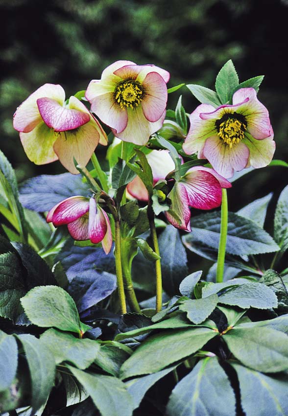 Helleborus `Picotee Lady´