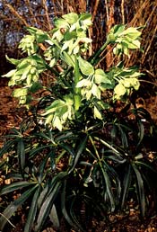 Helleborus foetidus