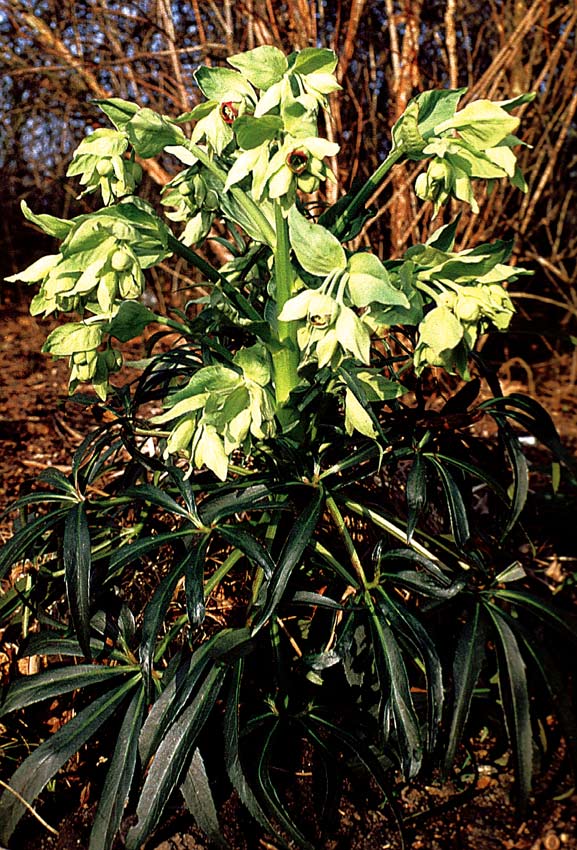 Helleborus foetidus
