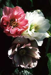 Helleborus Orientalis Hybr. `Double Vision´