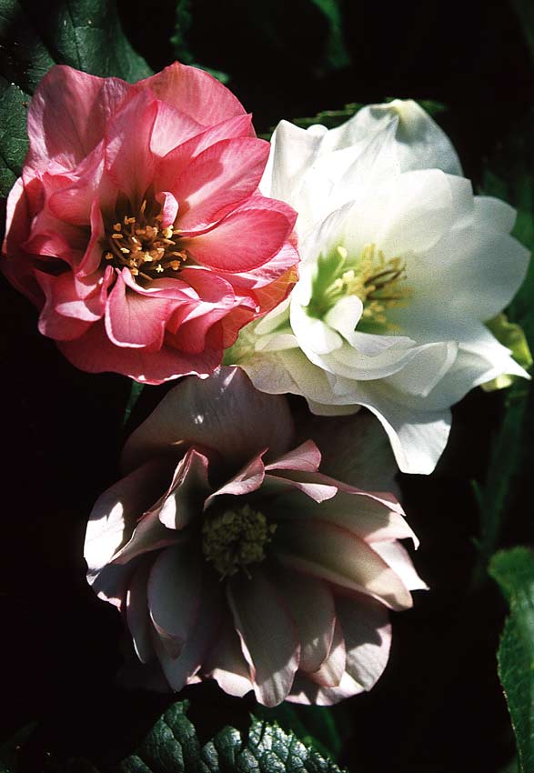 Helleborus Orientalis Hybr. `Double Vision´