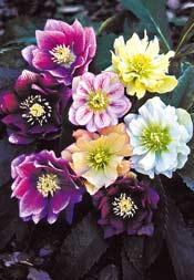 Helleborus `Double Ladies Mixed´