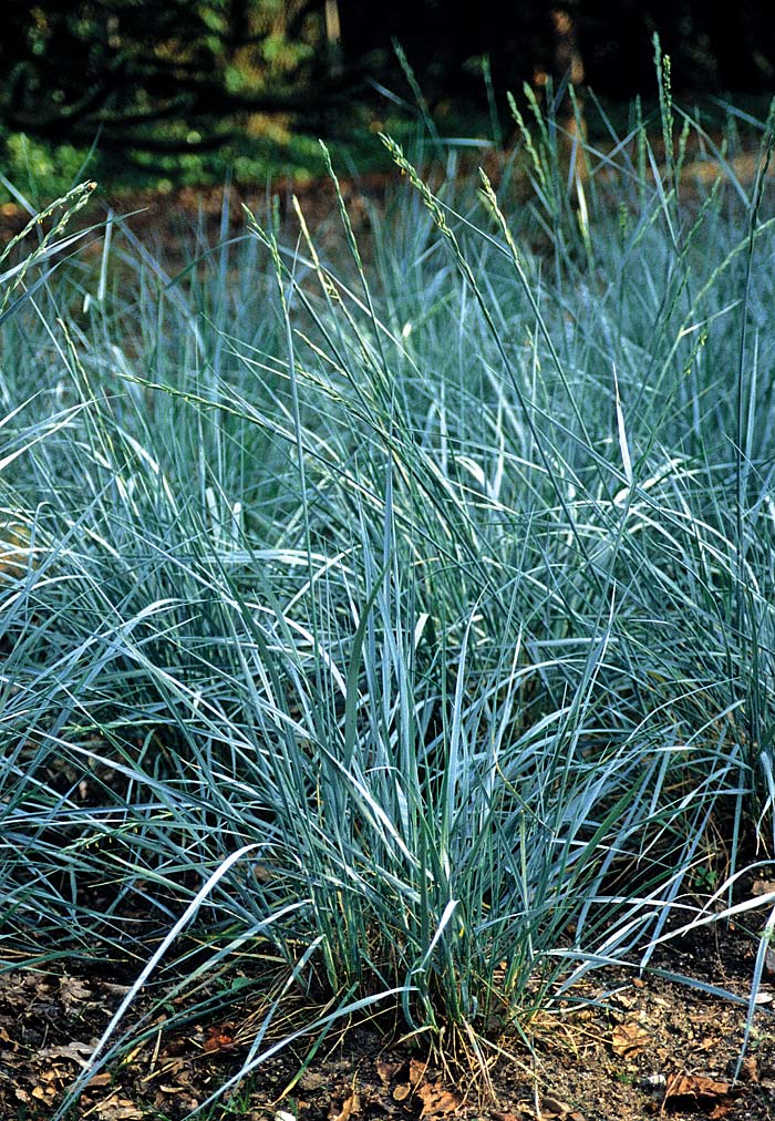 Agropyron magellanicum bei Braun Jungpflanzen