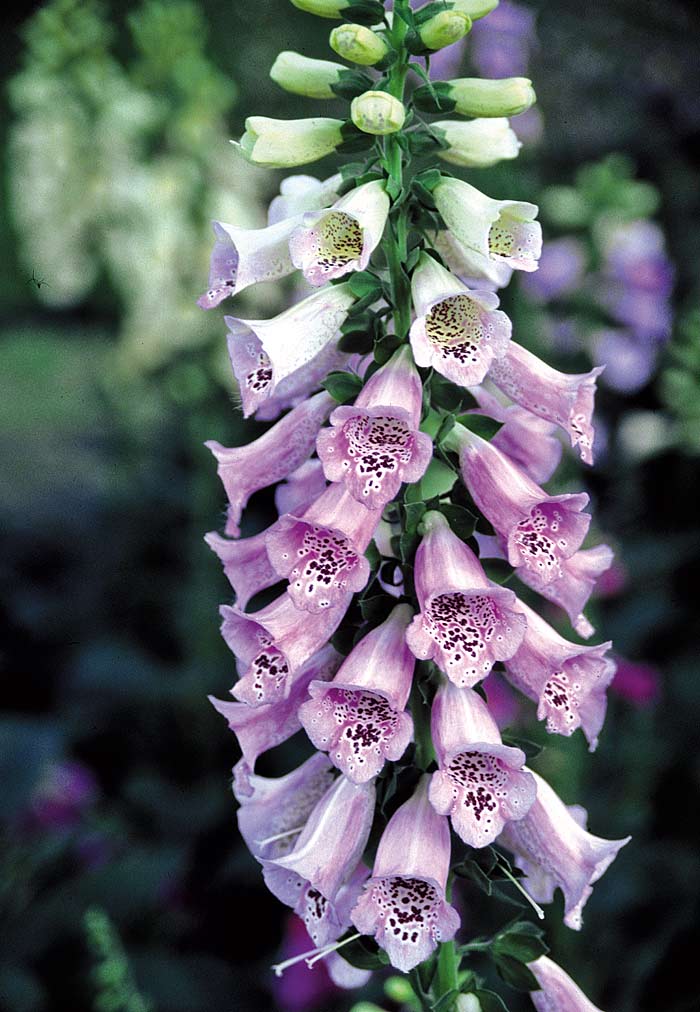 Agastache aurantiaca