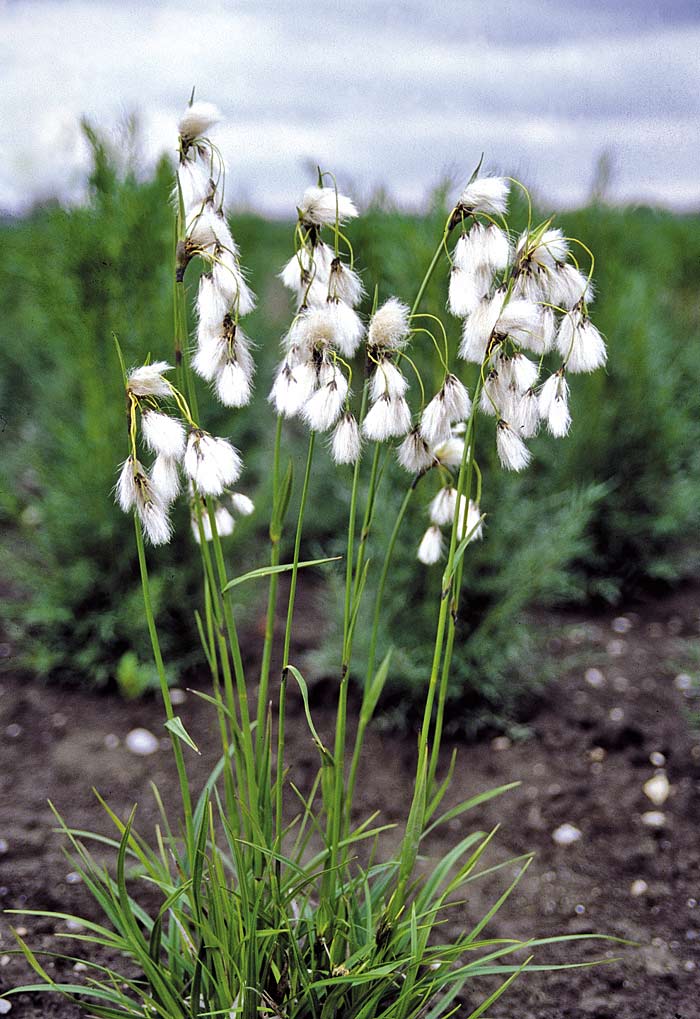 Eriophorum latifolium