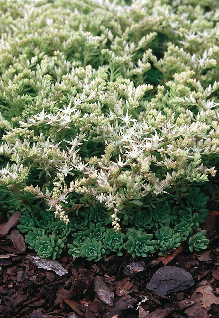 Sedum Glaucophyllum